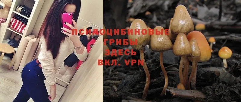 Псилоцибиновые грибы Psilocybe  Амурск 